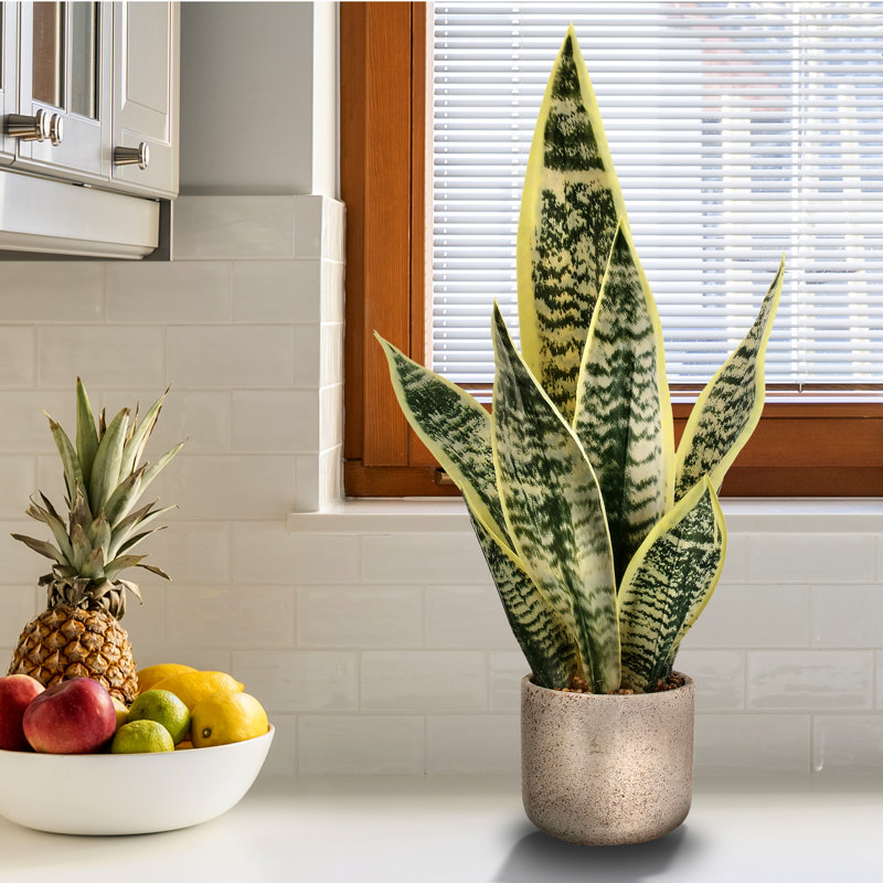 Orren Ellis 21" Artificial Snake plant Plant in Pot & Reviews Wayfair.ca